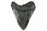 Fossil Megalodon Tooth - South Carolina #172256-2